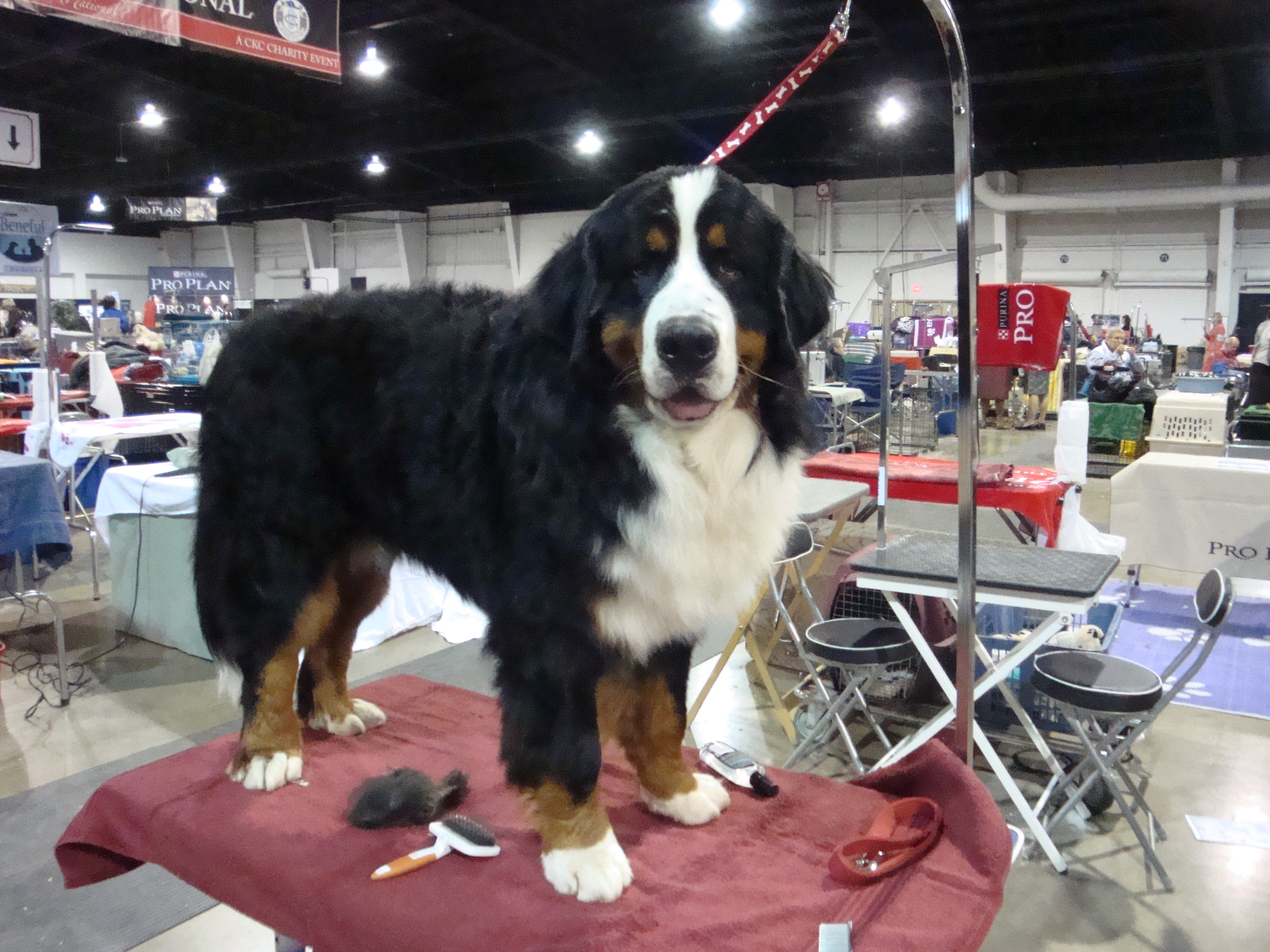 Max getting ready "Purina Nationals 2012" Max getting ready "Purina Nationals 2012"